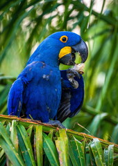 Hyacinth Macaw is sitting on a palm tree and eating nuts. South America. Brazil. Pantanal National Park.