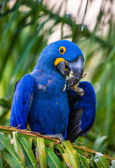 Hyacinth Macaw is sitting on a palm tree and eating nuts. South America. Brazil. Pantanal National Park.