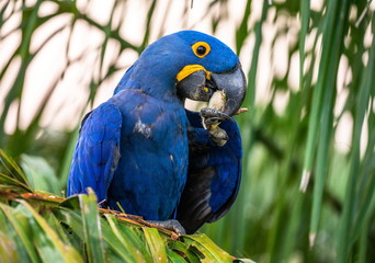 Naklejka na ściany i meble Hyacinth Macaw is sitting on a palm tree and eating nuts. South America. Brazil. Pantanal National Park.