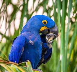 Hyacinth Macaw is sitting on a palm tree and eating nuts. South America. Brazil. Pantanal National Park.