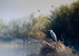 Great Heron sitting on the banks of a river
