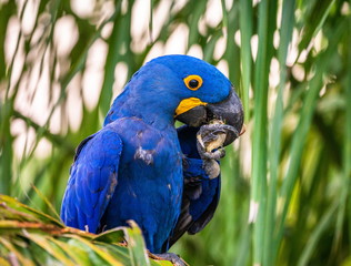 Hyacinth Macaw is sitting on a palm tree and eating nuts. South America. Brazil. Pantanal National Park.