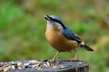 Kleiber an der Futterstelle
