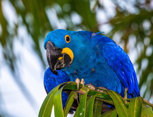 Hyacinth Macaw is sitting on a palm tree. South America. Brazil. Pantanal National Park.