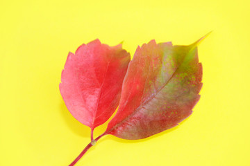 red natural autumn leaves with veins on a yellow background