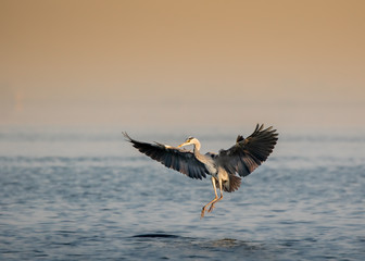 Great Heron landing in the middle of a lake