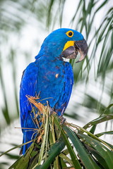 Hyacinth Macaw is sitting on a palm tree. South America. Brazil. Pantanal National Park.