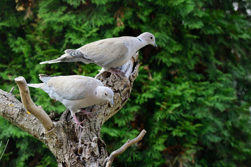 Türkentaube bei der Futtersuche