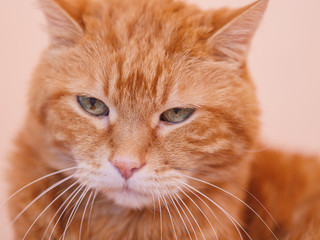 Sleepy ginger cat. Selective focus.