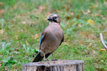Eichelhäher bei der Futtersuche