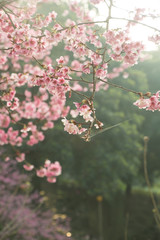 Tamsui Palace, Tamsui Town, New Taipei City-Feb 2,2019: Cherry Blossom of Tianyuan Palace in sunny day.