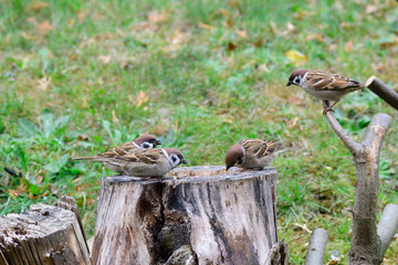 Feldsperling bei der Futtersuche