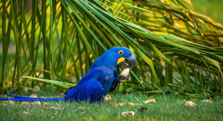 Hyacinth Macaw is sitting on a palm tree and eating nuts. South America. Brazil. Pantanal National Park.