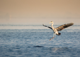 Fototapeta na wymiar Great Heron landing in the middle of a lake