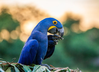 Hyacinth Macaw is sitting on a palm tree and eats nuts. Against the backdrop of a beautiful sunset. South America. Brazil. Pantanal National Park.