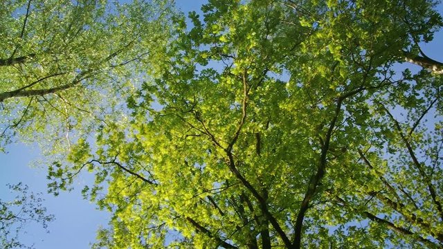 Green Leaves in Summer Forest Bottom View Nature Video Background