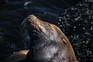 Sea Lion in Monterey, California