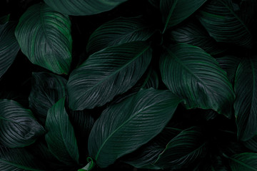 leaves of Spathiphyllum cannifolium, abstract green texture, nature background, tropical leaf