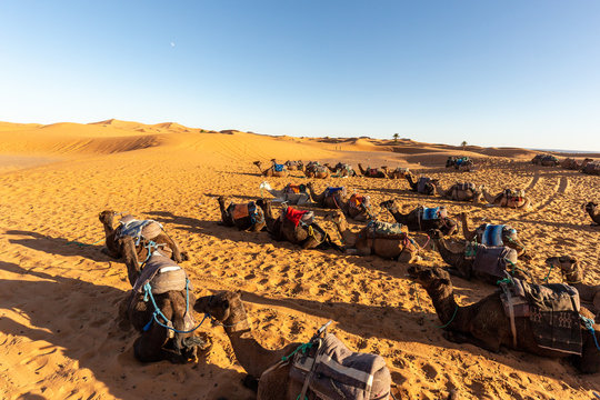 European tourists in Sahara Desert during sunset, Merzouga, Morocco