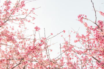 Tamsui Palace, Tamsui Town, New Taipei City-Feb 2,2019: Cherry Blossom of Tianyuan Palace in sunny day.