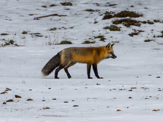 Foxes - Reynard and Vixen