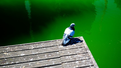 Pigeon on a wooden pier covered with guano, on water with green reflections in the morning sun