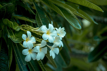 Fototapeta premium Plumeria tree
