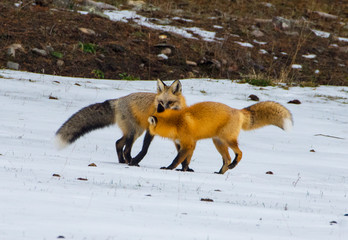 Fototapeta premium Foxes - Reynard and Vixen