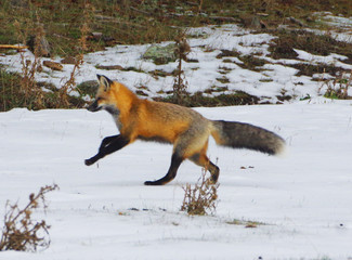 Foxes - Reynard and Vixen