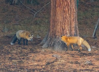 Foxes - Reynard and Vixen