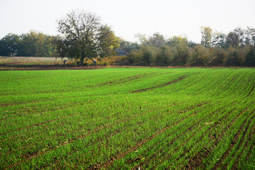 Fototapeta na wymiar field in autumn