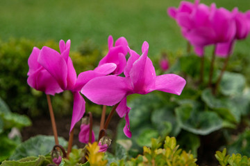 Close Up and Selective focus Purple colors of Beautiful Flower