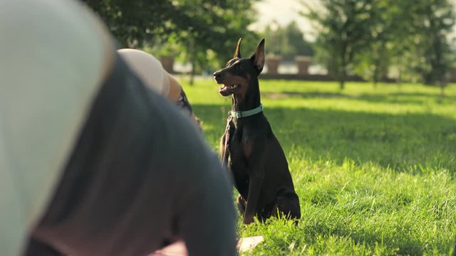 A yoga class in the park with a dog