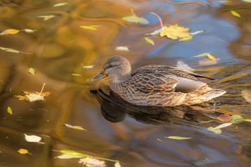 duck in autumn