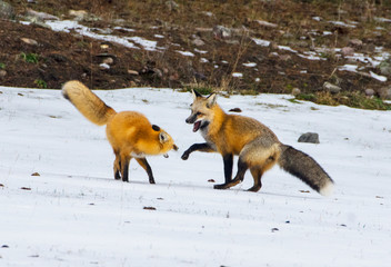 Foxes - Reynard and Vixen