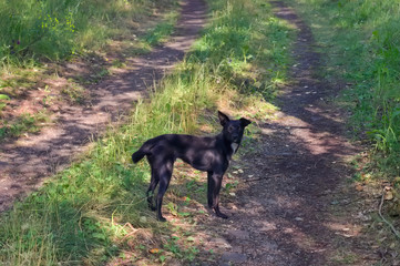 Mongrel puppy of black suit for a walk in the forest.