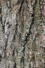 Porous corrugated bark with moss of old wood