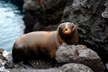 Galapagos, Ecuador