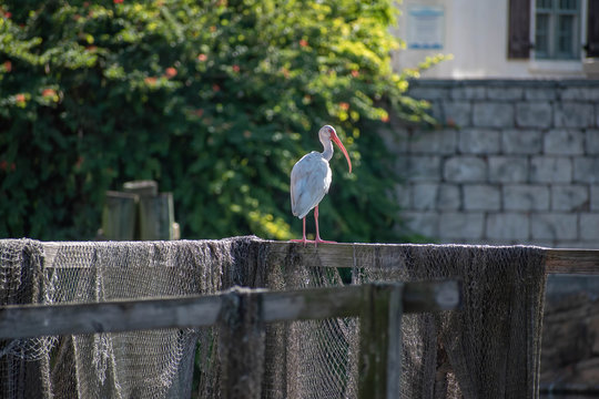 Nice Bird At Seaworld 2