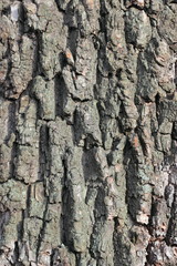 Porous corrugated bark of an old tree