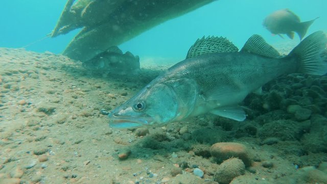 Big Walleye, Zander or Pike-perch (Sander lucioperca). Underwater video of fresh water fish. Animals in nature. Swimming pike perch with carps. Nature light.