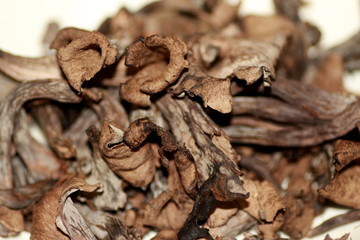 Cueillette de trompettes des morts