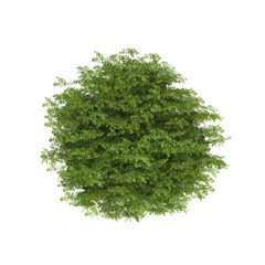 Fototapeta premium tree top view on white background