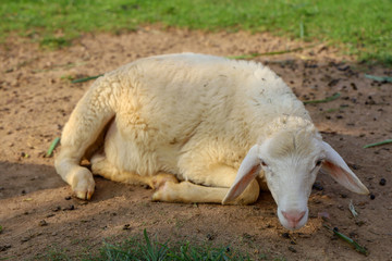 Naklejka na ściany i meble Sheep rest on land in garden at thailand