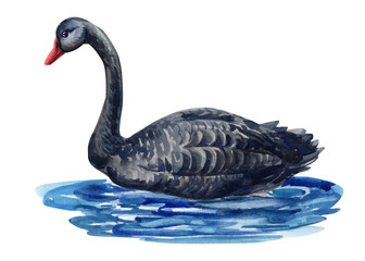 watercolor illustration, black swan on an isolated white background 