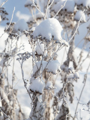 Frozen grass in the snow