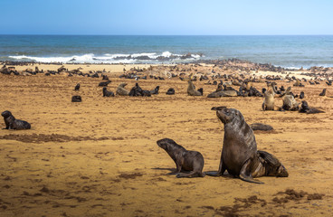 Seal fur colony at Cape Cross Seal Reserve, Namibia.