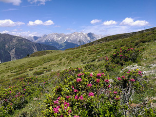 Im Vordergrund des Bildes blühen die letzten Alpenrosen auf einer Bergwiese, im Hintergrund die...