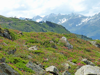 Fototapeta na wymiar Alpenrosen auf einem Berghang, zwischen den Blumen sind große Felsbrocken, im Hintergrund die teilweise schneebedeckten Berggipfel der Verwallgruppe, Landschaft im Paznaun in Tirol, Österreich. 