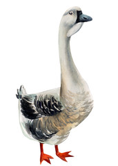 watercolor illustration, geese on an isolated white background 